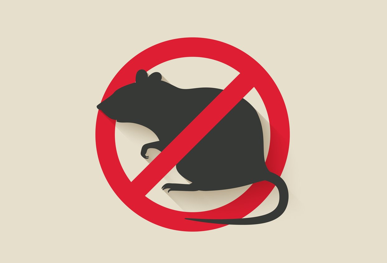 Rodent Removal: Rats and Mice Entry Points in Your Home